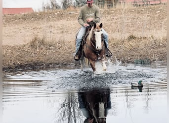 American Paint Horse, Ruin, 4 Jaar, 165 cm, Overo-alle-kleuren