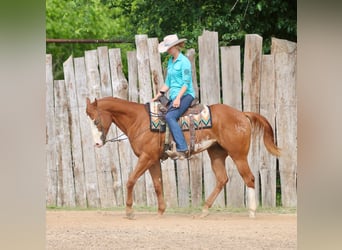 American Paint Horse, Ruin, 4 Jaar, Roodvos