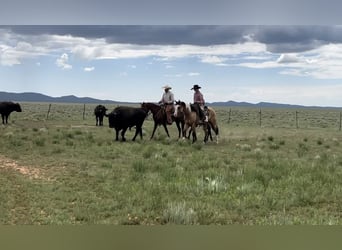 American Paint Horse, Ruin, 4 Jaar, Tobiano-alle-kleuren