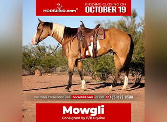 American Paint Horse, Ruin, 4 Jaar, Tobiano-alle-kleuren