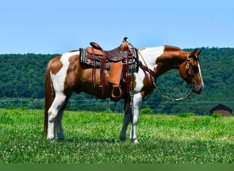 American Paint Horse, Ruin, 5 Jaar, 142 cm, Gevlekt-paard