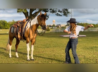 American Paint Horse, Ruin, 5 Jaar, 147 cm, Falbe