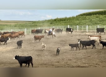 American Paint Horse, Ruin, 5 Jaar, 147 cm, Falbe