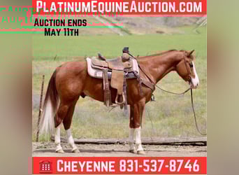 American Paint Horse, Ruin, 5 Jaar, 150 cm, Donkere-vos