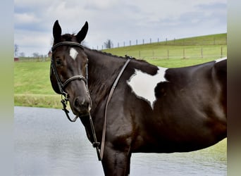 American Paint Horse, Ruin, 5 Jaar, 150 cm, Gevlekt-paard