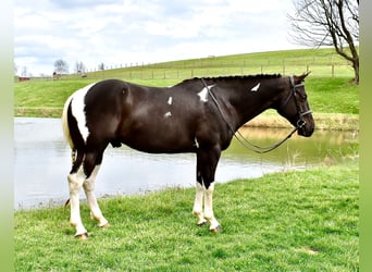 American Paint Horse, Ruin, 5 Jaar, 150 cm, Gevlekt-paard