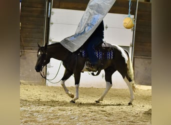 American Paint Horse, Ruin, 5 Jaar, 150 cm, Gevlekt-paard