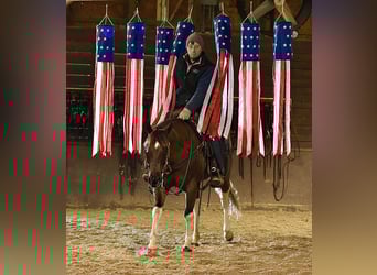 American Paint Horse, Ruin, 5 Jaar, 150 cm, Gevlekt-paard
