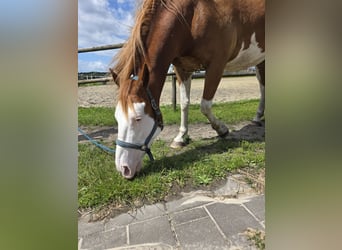 American Paint Horse Mix, Ruin, 5 Jaar, 151 cm, Overo-alle-kleuren
