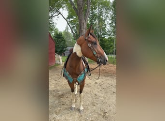 American Paint Horse, Ruin, 5 Jaar, 152 cm, Bruin