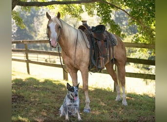 American Paint Horse, Ruin, 5 Jaar, 152 cm, Palomino