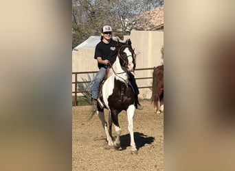 American Paint Horse, Ruin, 5 Jaar, 152 cm, Zwart