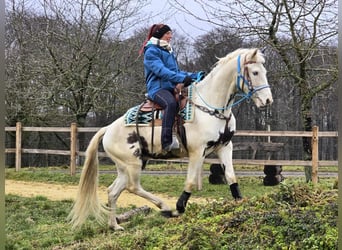 American Paint Horse Mix, Ruin, 5 Jaar, 156 cm, Gevlekt-paard