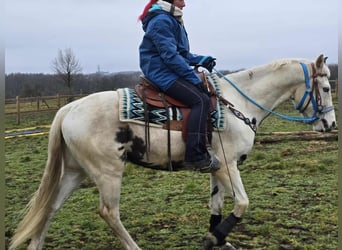 American Paint Horse Mix, Ruin, 5 Jaar, 156 cm, Gevlekt-paard