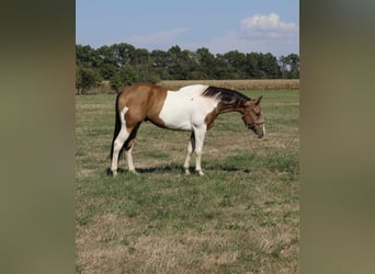 American Paint Horse, Ruin, 5 Jaar, 157 cm, Gevlekt-paard