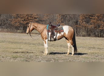 American Paint Horse, Ruin, 5 Jaar, 157 cm, Gevlekt-paard