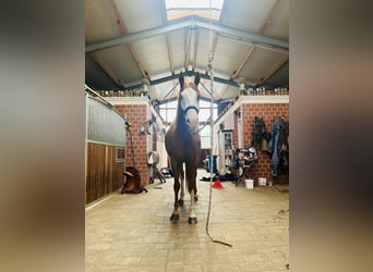 American Paint Horse, Ruin, 5 Jaar, 157 cm, Overo-alle-kleuren