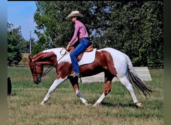 American Paint Horse, Ruin, 5 Jaar, 157 cm, Tobiano-alle-kleuren
