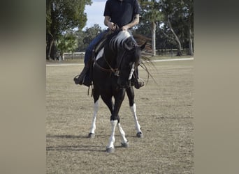 American Paint Horse, Ruin, 5 Jaar, 157 cm, Zwart