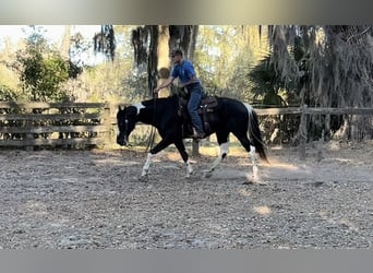 American Paint Horse, Ruin, 5 Jaar, 157 cm, Zwart