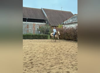 American Paint Horse, Ruin, 5 Jaar, 158 cm, Champagne