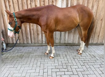 American Paint Horse, Ruin, 5 Jaar, 160 cm, Overo-alle-kleuren