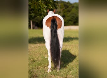 American Paint Horse, Ruin, 5 Jaar, Gevlekt-paard