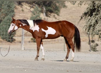 American Paint Horse, Ruin, 5 Jaar, Overo-alle-kleuren