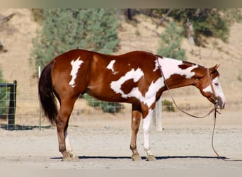 American Paint Horse, Ruin, 5 Jaar, Overo-alle-kleuren
