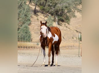 American Paint Horse, Ruin, 5 Jaar, Overo-alle-kleuren