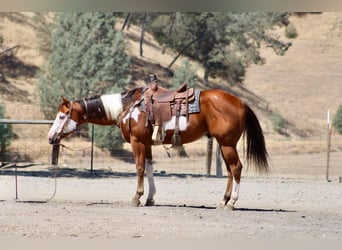 American Paint Horse, Ruin, 5 Jaar, Overo-alle-kleuren