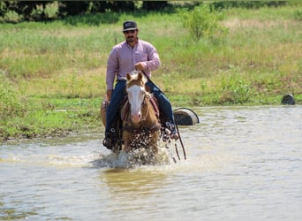 American Paint Horse, Ruin, 5 Jaar, Palomino