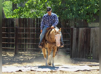 American Paint Horse, Ruin, 5 Jaar, Palomino