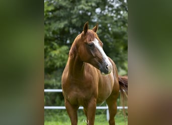 American Paint Horse, Ruin, 5 Jaar, Vos