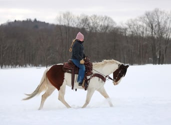 American Paint Horse, Ruin, 6 Jaar, 145 cm, Gevlekt-paard