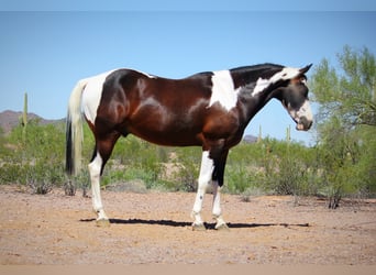 American Paint Horse, Ruin, 6 Jaar, 147 cm, Gevlekt-paard