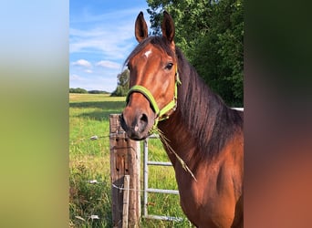 American Paint Horse, Ruin, 6 Jaar, 150 cm, Bruin