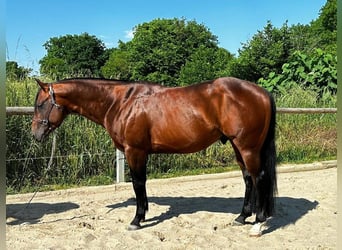 American Paint Horse, Ruin, 6 Jaar, 152 cm, Bruin