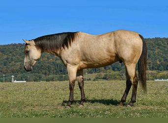 American Paint Horse, Ruin, 6 Jaar, 152 cm, Buckskin