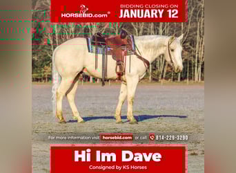 American Paint Horse, Ruin, 6 Jaar, 152 cm, Palomino