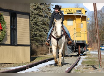 American Paint Horse, Ruin, 6 Jaar, 152 cm, Palomino