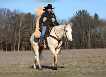 American Paint Horse, Ruin, 6 Jaar, 152 cm, Palomino