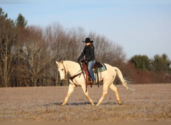 American Paint Horse, Ruin, 6 Jaar, 152 cm