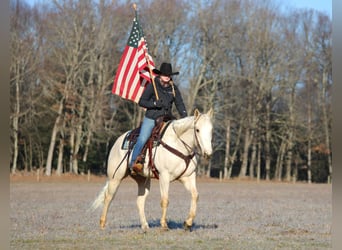 American Paint Horse, Ruin, 6 Jaar, 152 cm