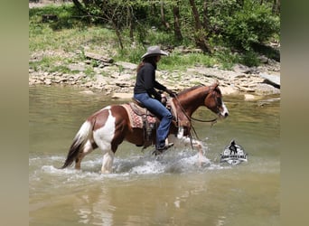 American Paint Horse, Ruin, 6 Jaar, 152 cm