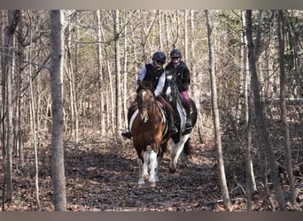 American Paint Horse Mix, Ruin, 6 Jaar, 155 cm, Gevlekt-paard