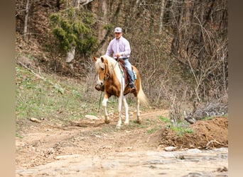 American Paint Horse, Ruin, 6 Jaar, 155 cm, Gevlekt-paard