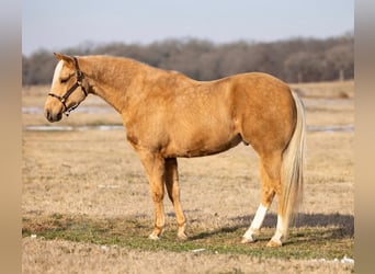 American Paint Horse, Ruin, 6 Jaar, 155 cm, Palomino