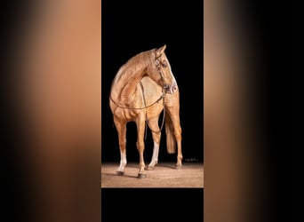 American Paint Horse, Ruin, 6 Jaar, 155 cm, Palomino