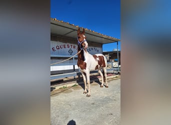 American Paint Horse, Ruin, 6 Jaar, 155 cm, Tovereo-alle-kleuren